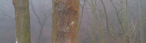 IMG_20151205_104444